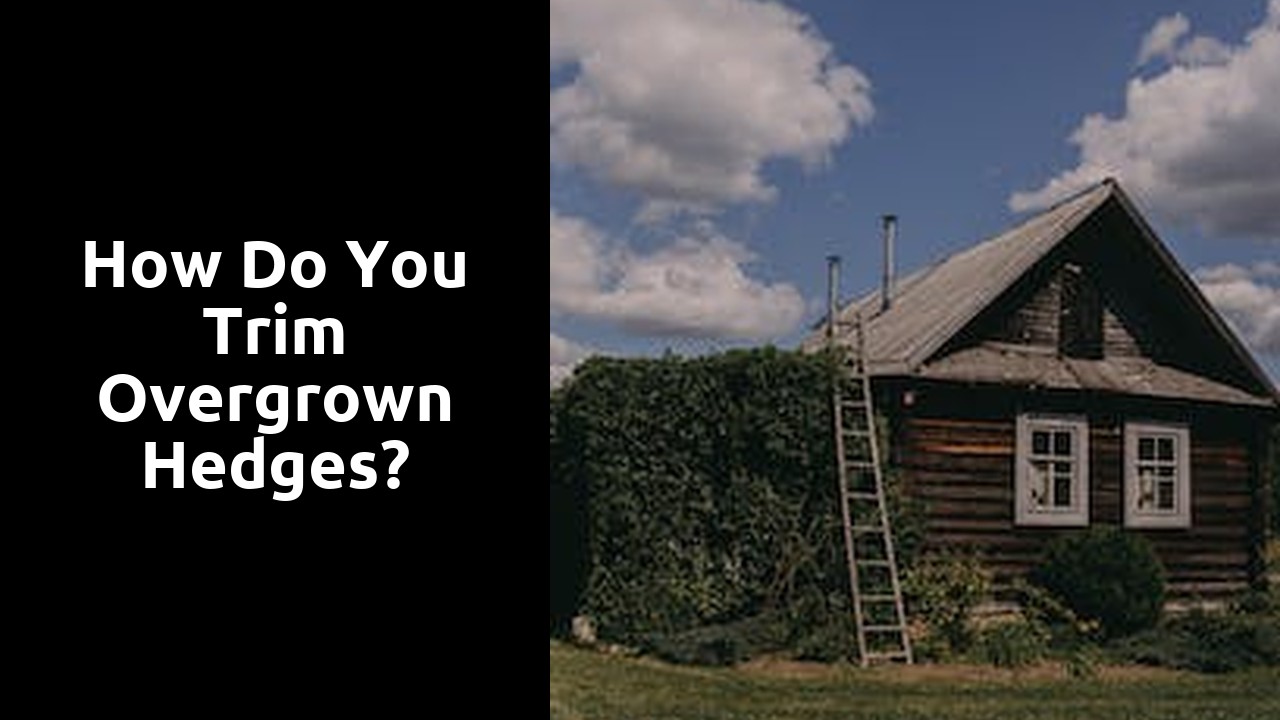 How do you trim overgrown hedges?