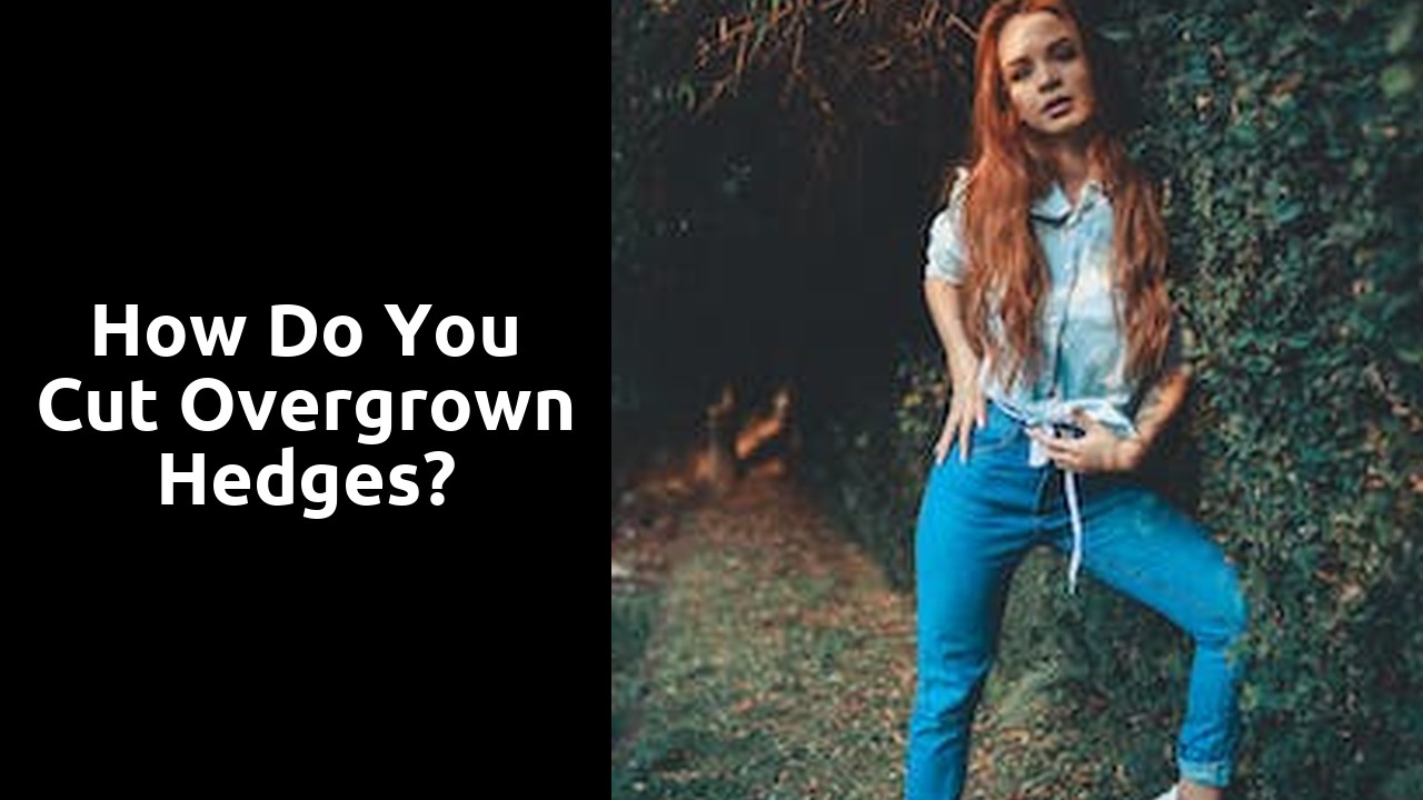 How do you cut overgrown hedges?