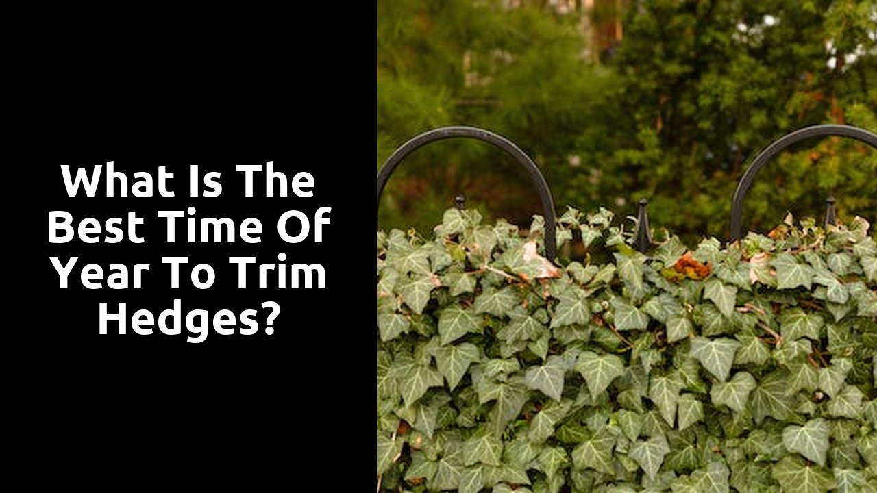 What is the best time of year to trim hedges?
