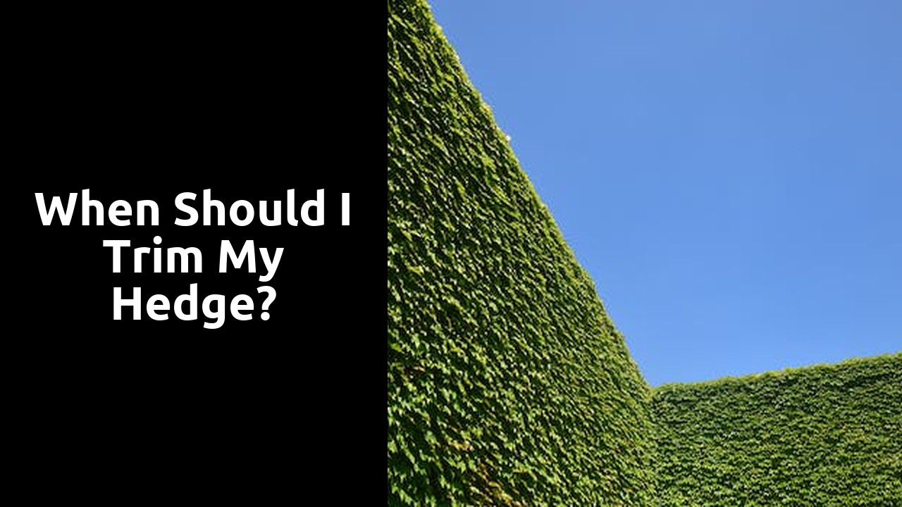 When should I trim my hedge?