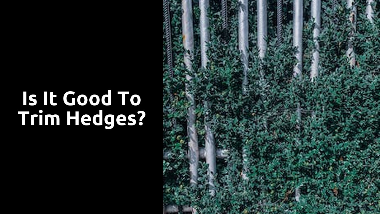 Is it good to trim hedges?