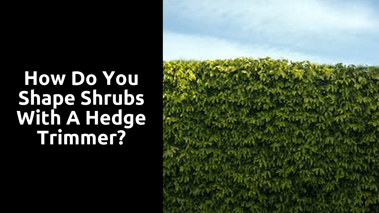 How do you shape shrubs with a hedge trimmer?