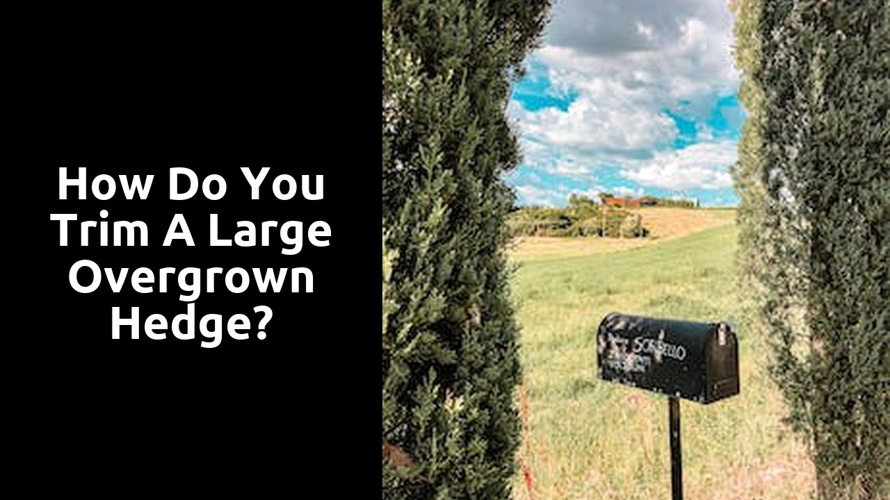 How do you trim a large overgrown hedge?