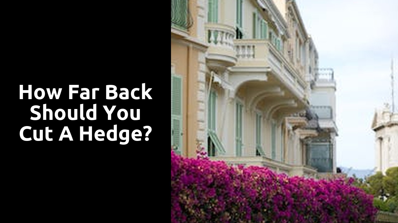 How far back should you cut a hedge?