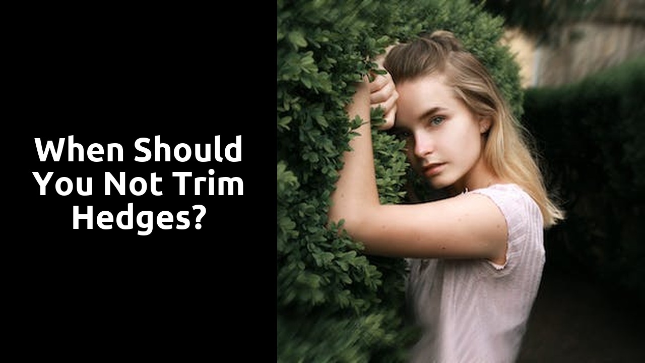 When should you not trim hedges?